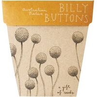 SOW ''N SOW Gift of Seeds Billy Buttons