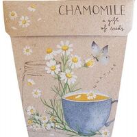 SOW ''N SOW Gift of Seeds Chamomile