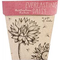SOW ''N SOW Gift of Seeds Everlasting Daisy 