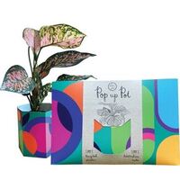 SOW ''N SOW Pop Up Pot Plant Party (Plant Not Included)